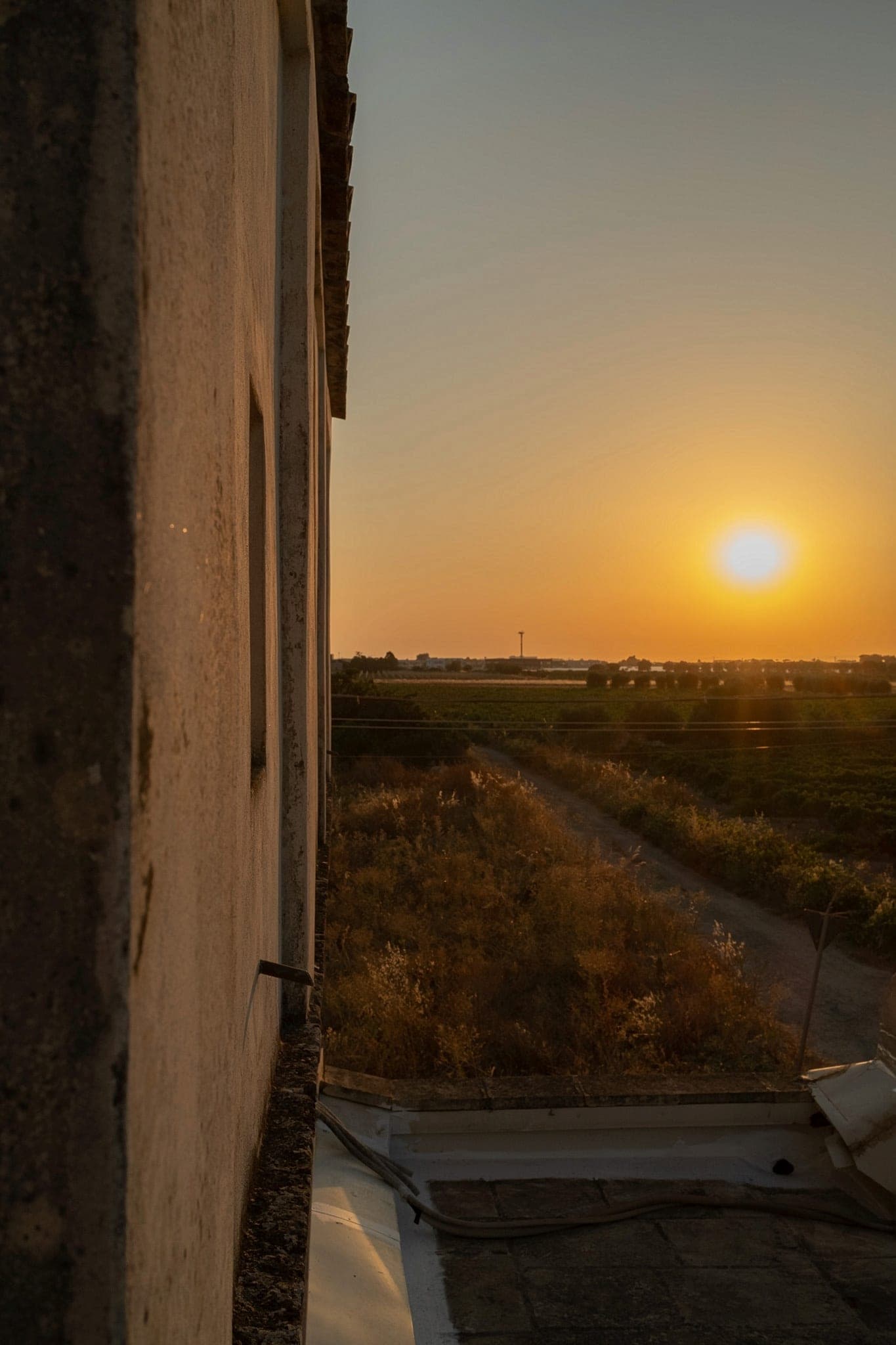 Sunset over the rows of the vineyard