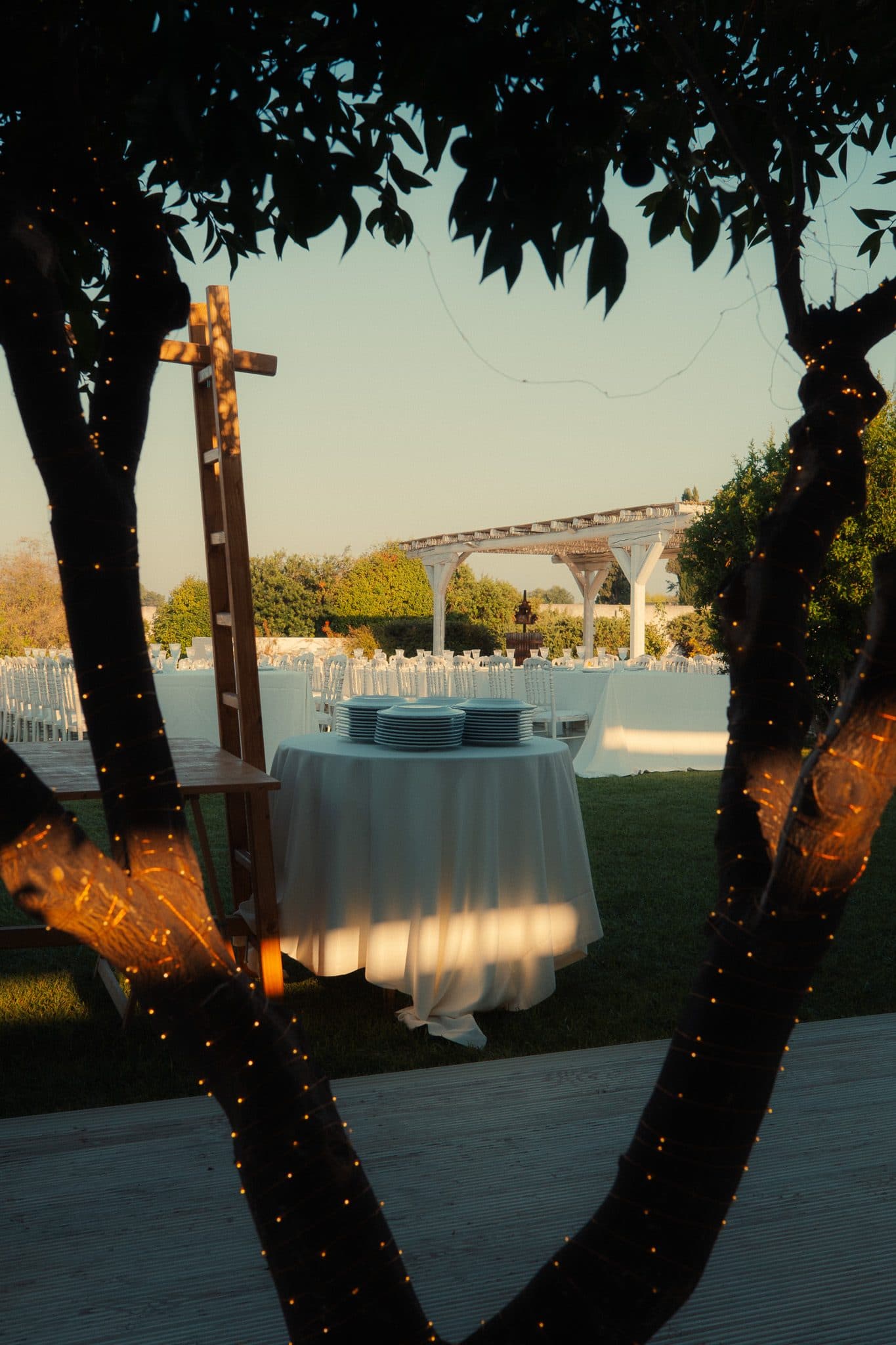 Gli ulivi della masseria alla sera